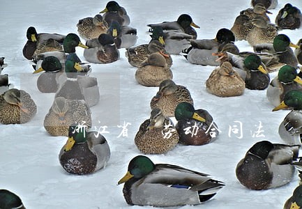 浙江省 劳动合同法 浙江省 劳动合同法